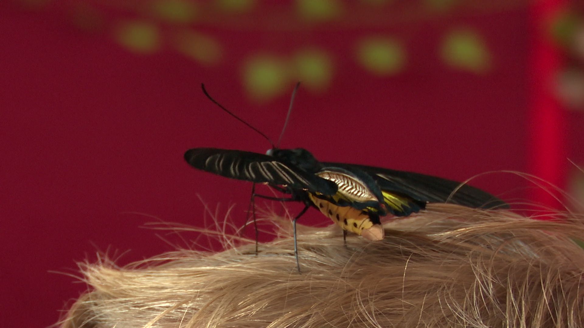 Реутов, вертикалки, культура, музей, выставка, бабочки,