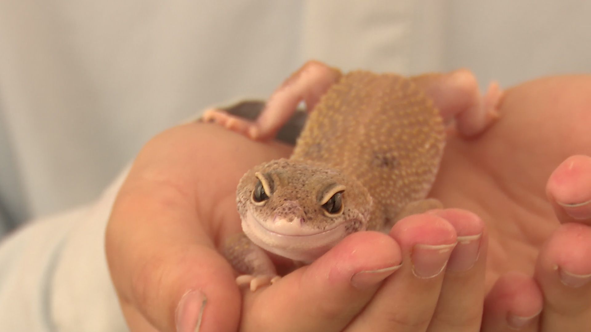 Реутов, вертикалки, культура, музей, выставка, бабочки,