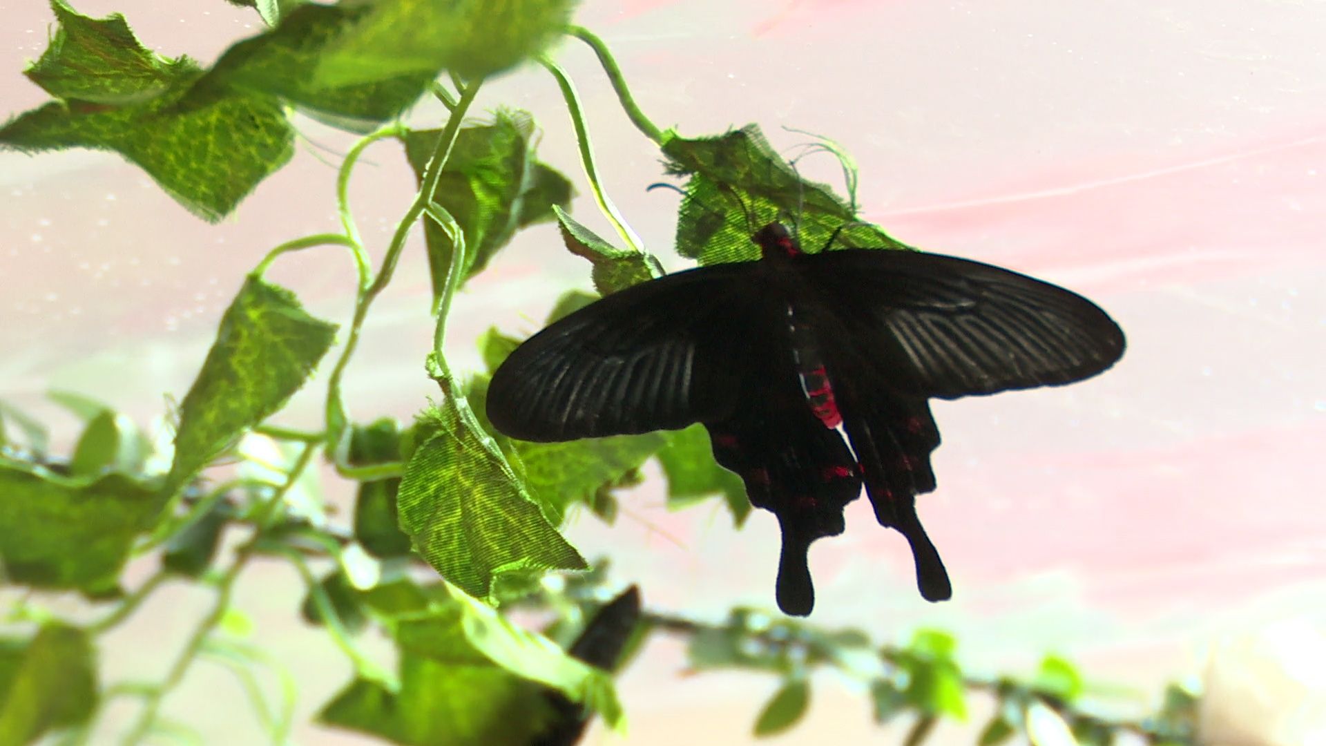 Реутов, вертикалки, культура, музей, выставка, бабочки,