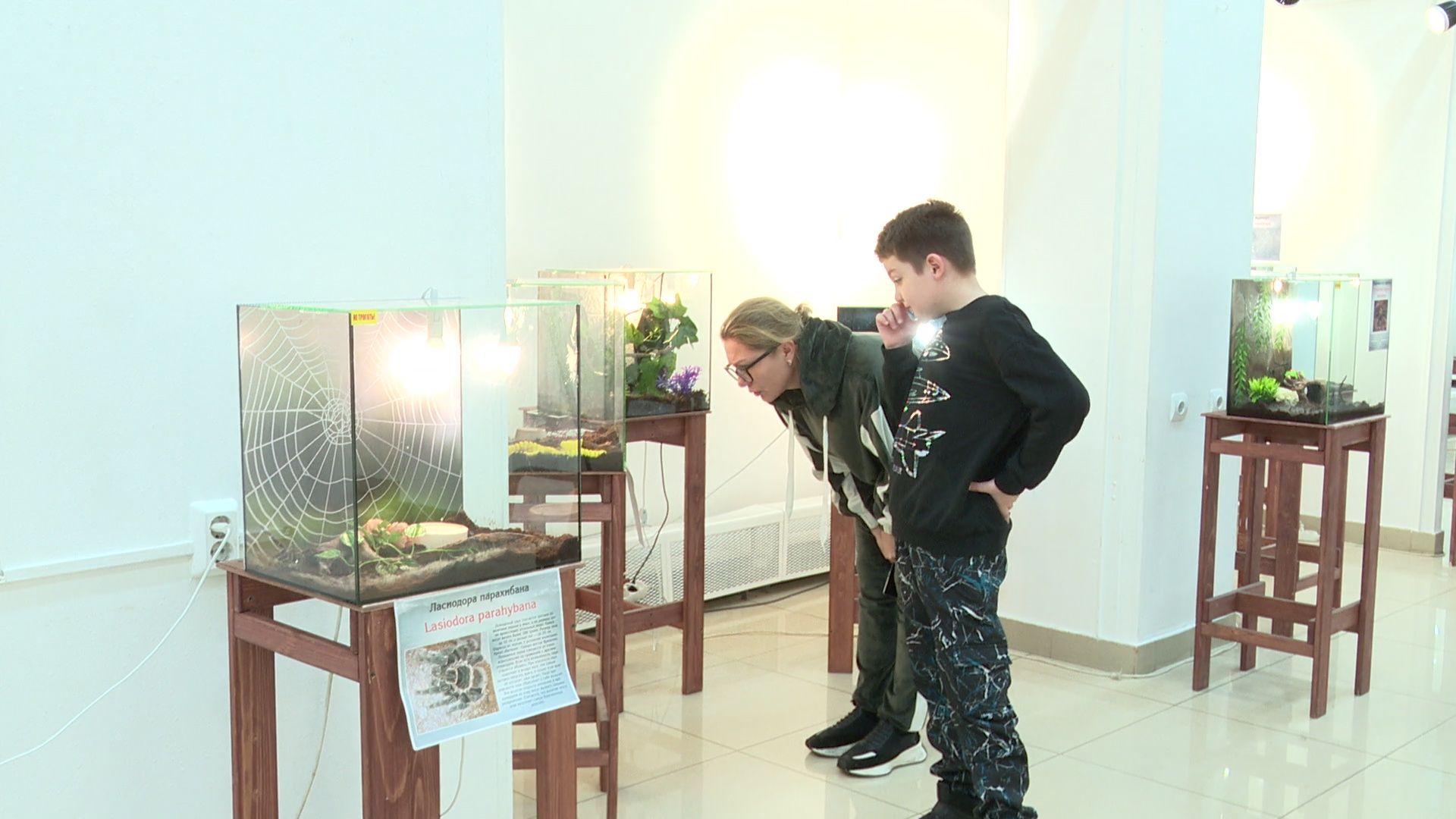 Реутов, вертикалки, культура, музей, выставка, бабочки,