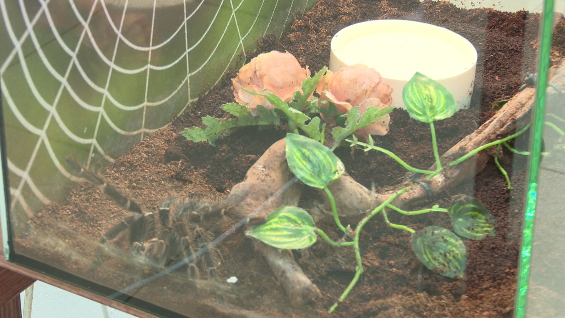 Реутов, вертикалки, культура, музей, выставка, бабочки,