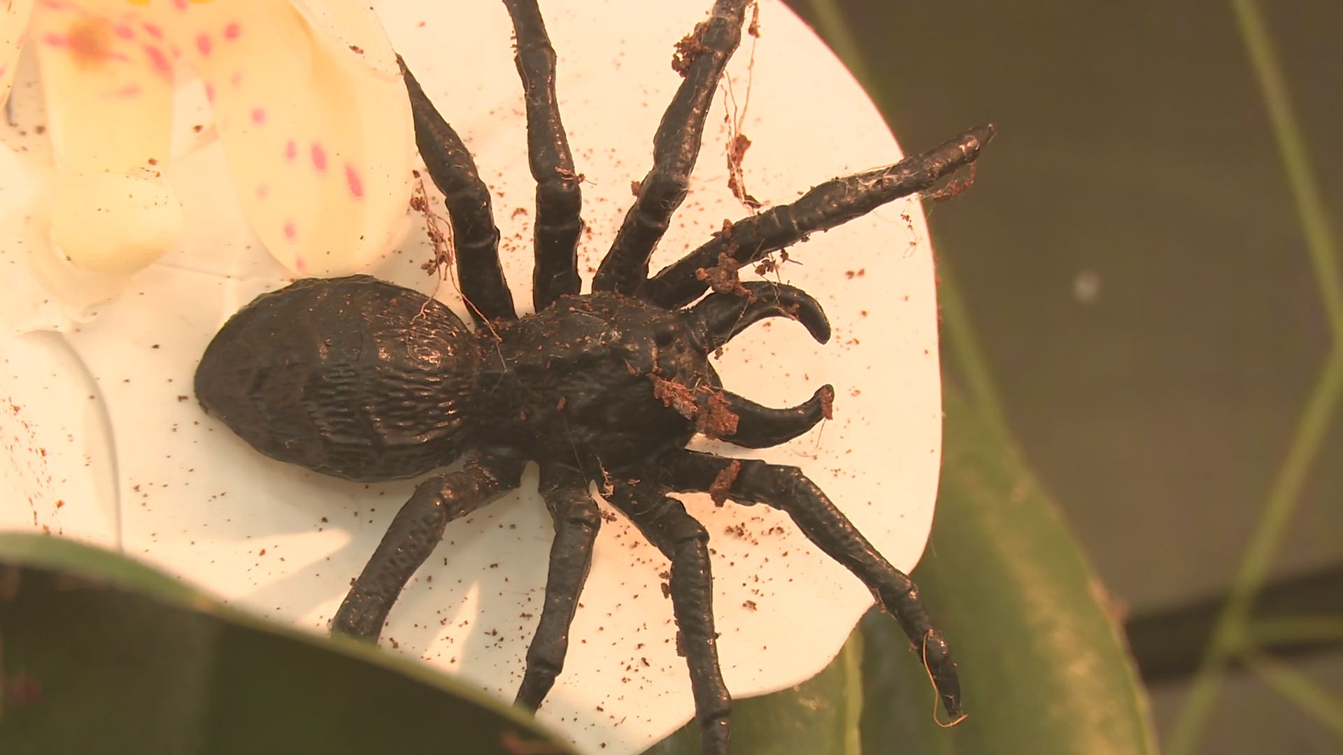 Реутов, вертикалки, культура, музей, выставка, бабочки,