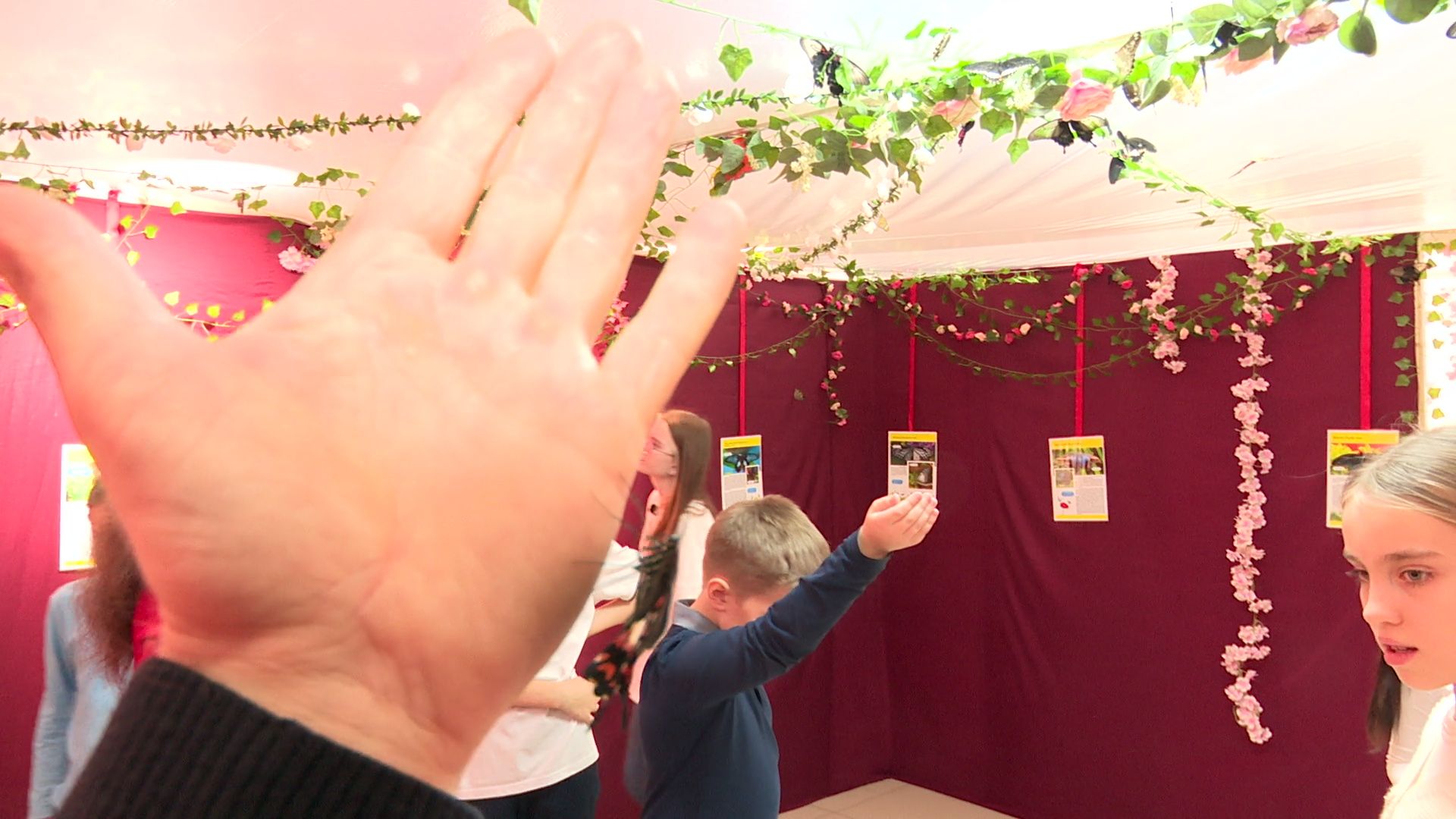 Реутов, вертикалки, культура, музей, выставка, бабочки,