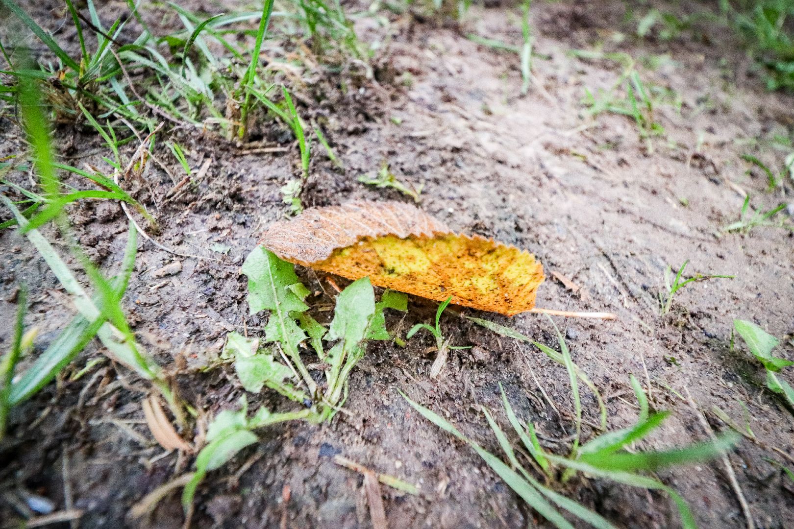 Клин, общество, ЖКХ, парки, уборка листвы, вертикалки,