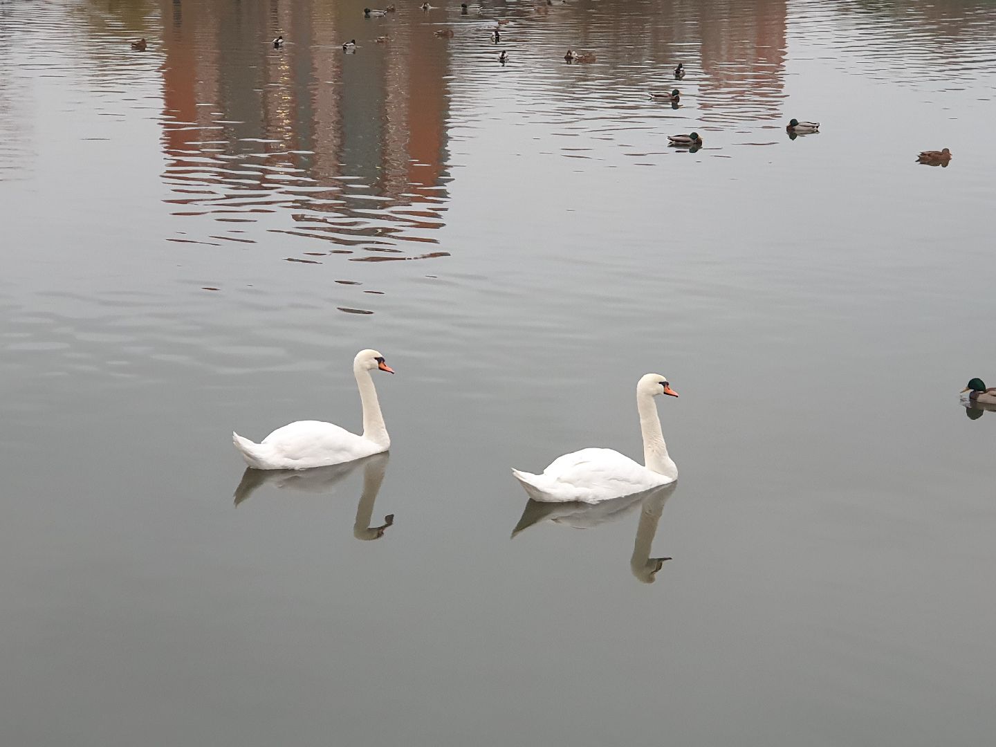 вертикалки, лебеди,
