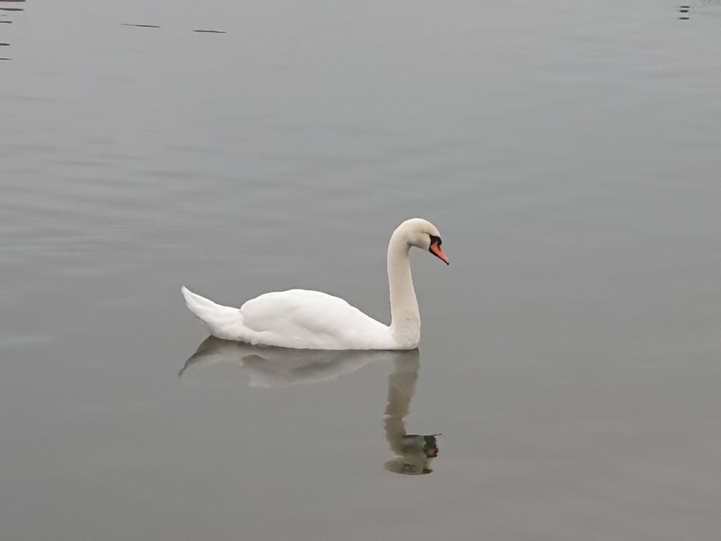 вертикалки, лебеди,