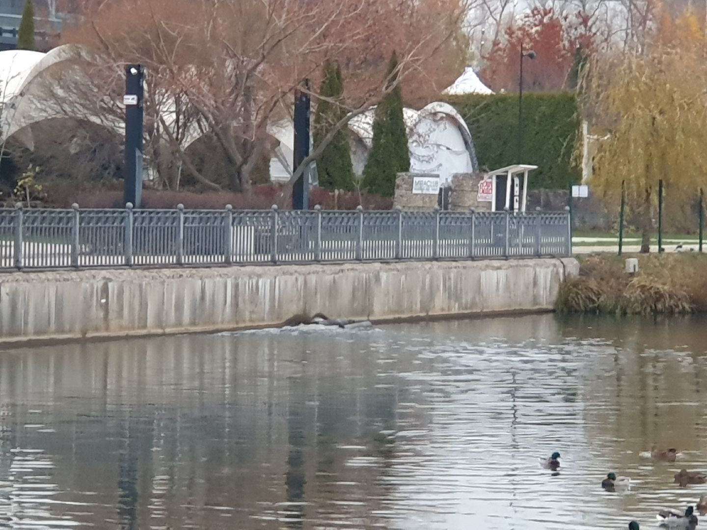 вертикалки, лебеди,