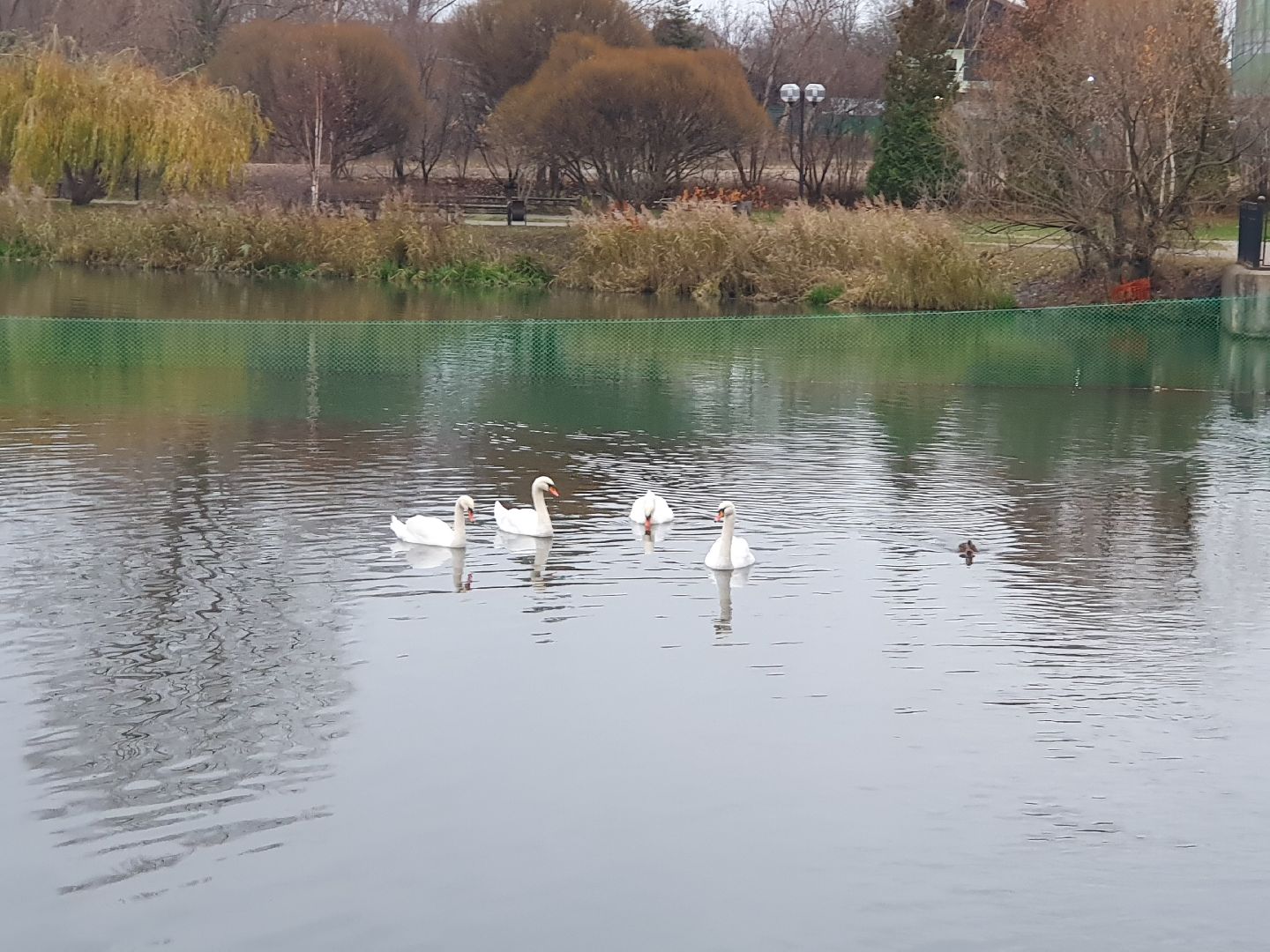 вертикалки, лебеди,