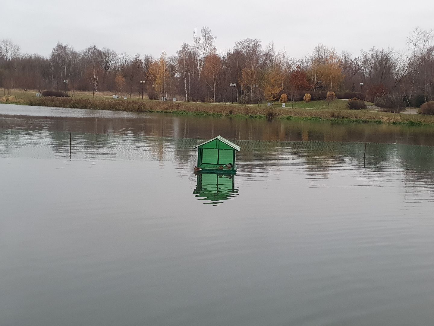 вертикалки, лебеди,