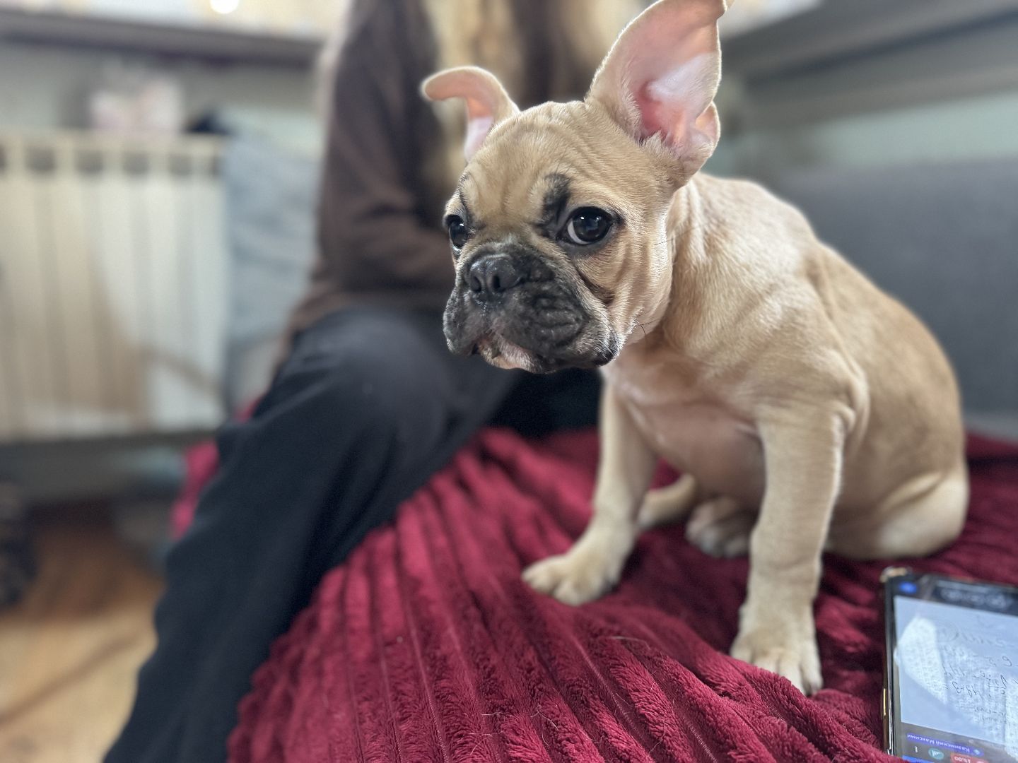 Подарок от президента, Школьница из Видного, Щенок французского бульдога, глава муниципалитета,