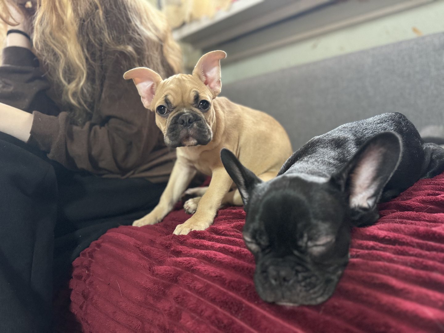 Подарок от президента, Школьница из Видного, Щенок французского бульдога, глава муниципалитета,