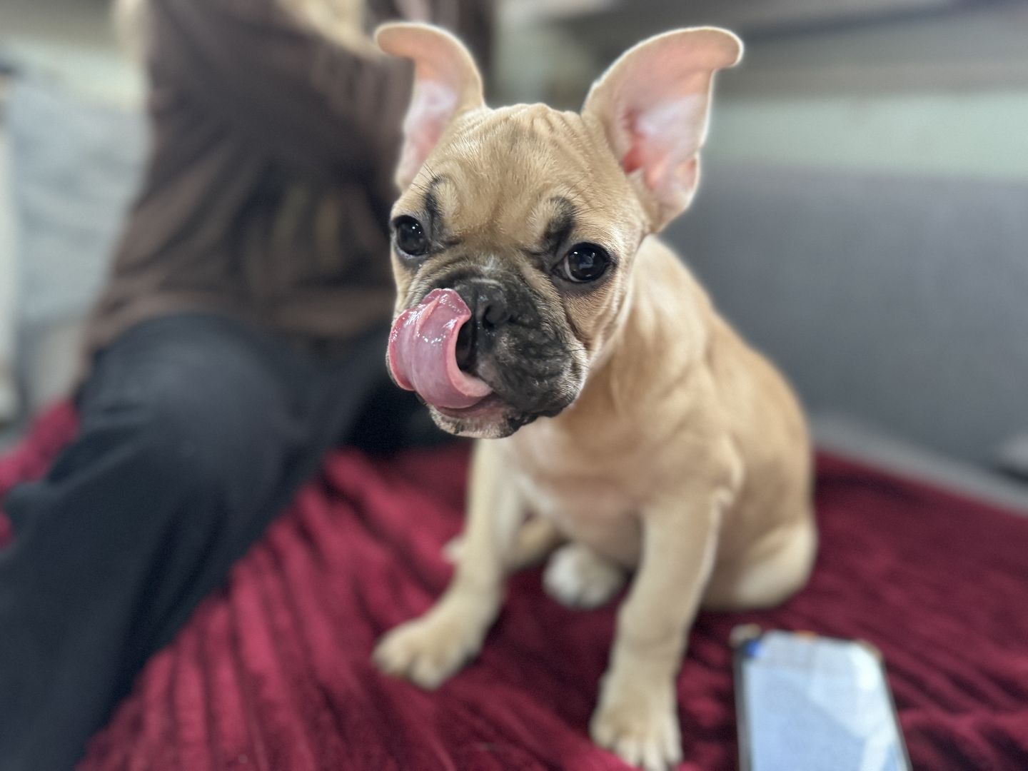 Подарок от президента, Школьница из Видного, Щенок французского бульдога, глава муниципалитета,