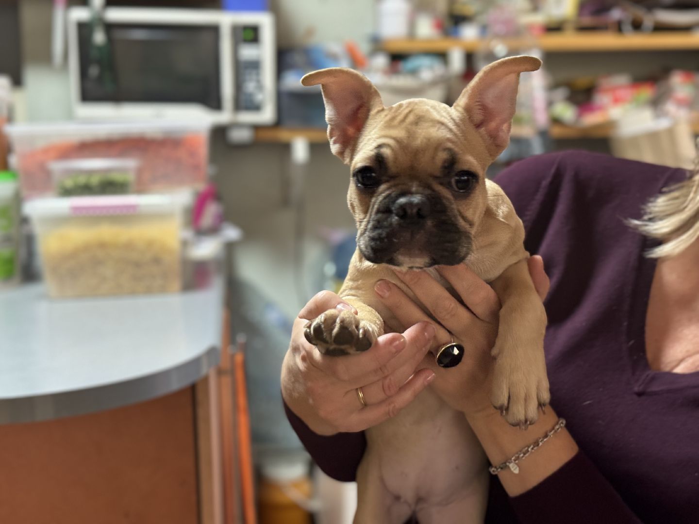 Подарок от президента, Школьница из Видного, Щенок французского бульдога, глава муниципалитета,