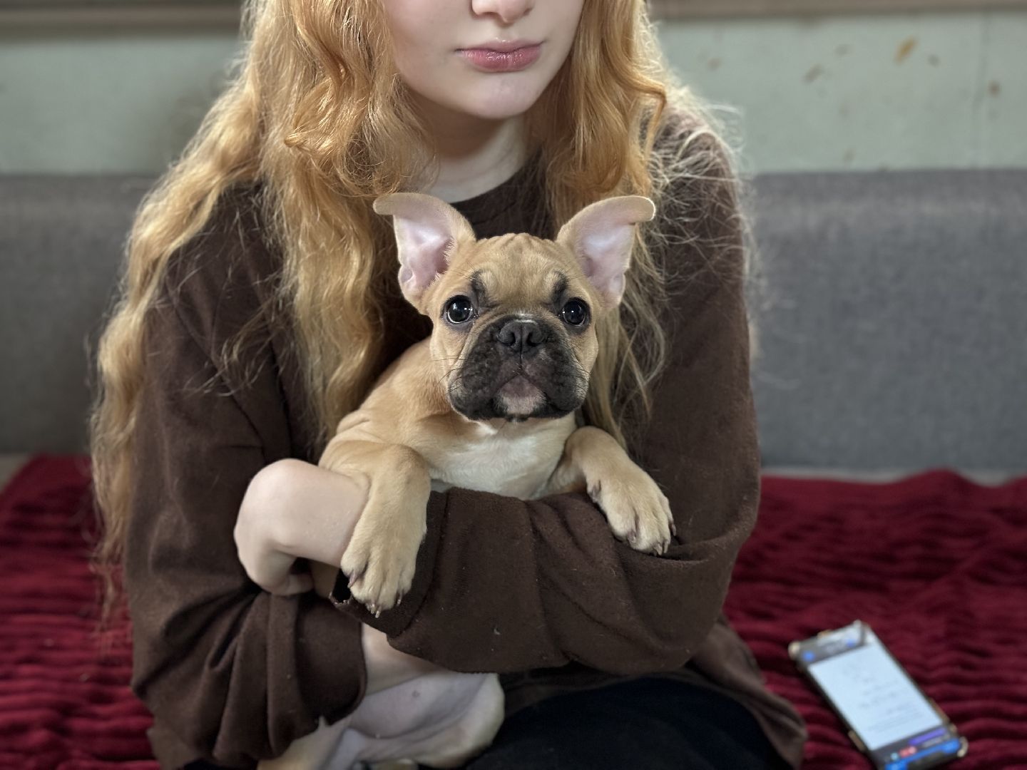 Подарок от президента, Школьница из Видного, Щенок французского бульдога, глава муниципалитета,