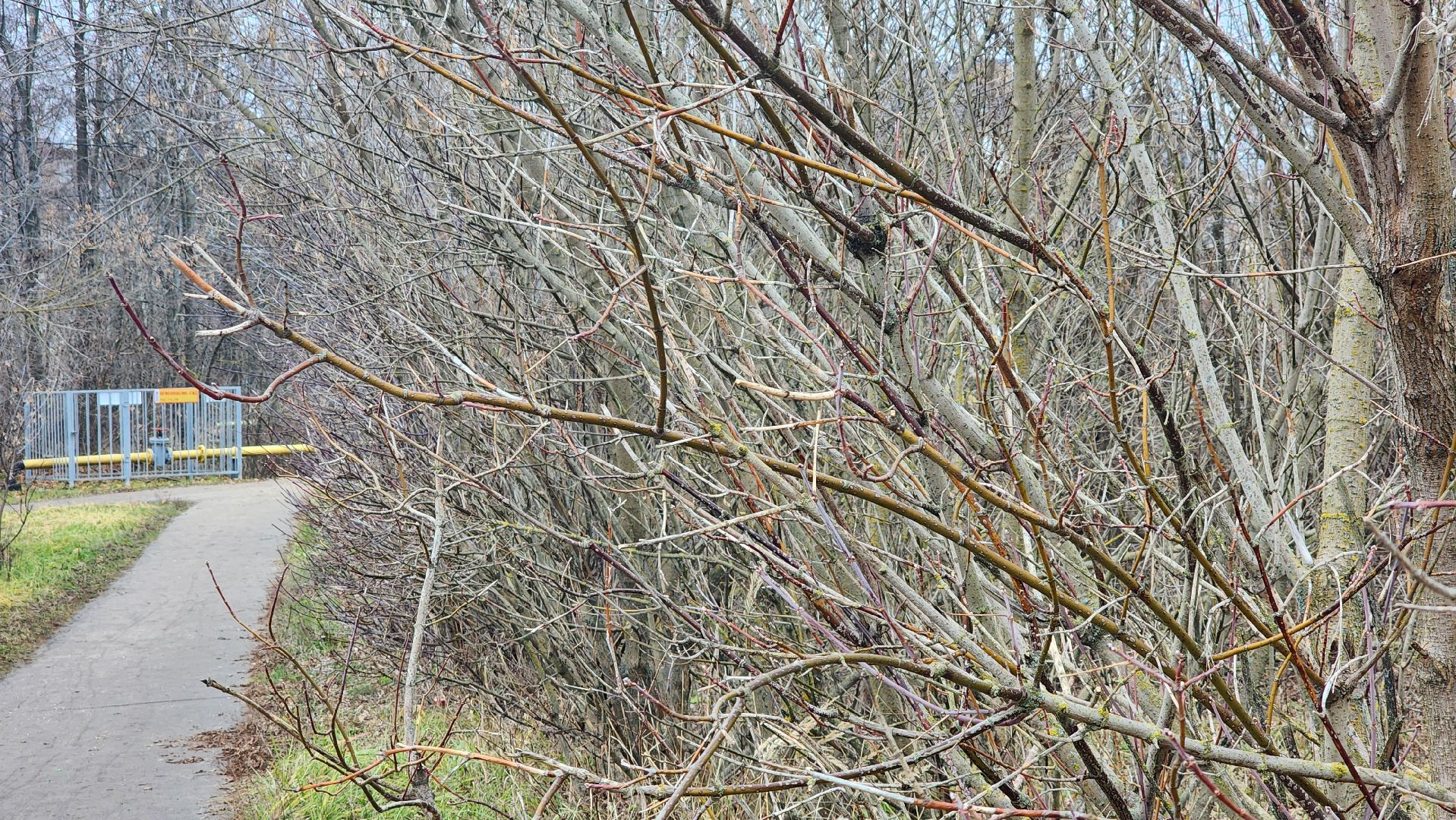 благоустройство, служба благоустройства, Рошаль, Шатура, вертикалки