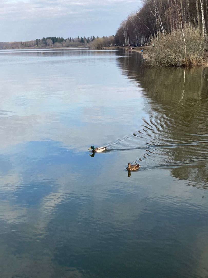 Солнечногорск, озеро, Сенеж, набережная, весна