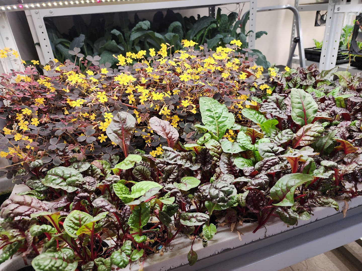 вертикали, малый бизнес, орехово зуево,вертикалка, вертикальное видео,