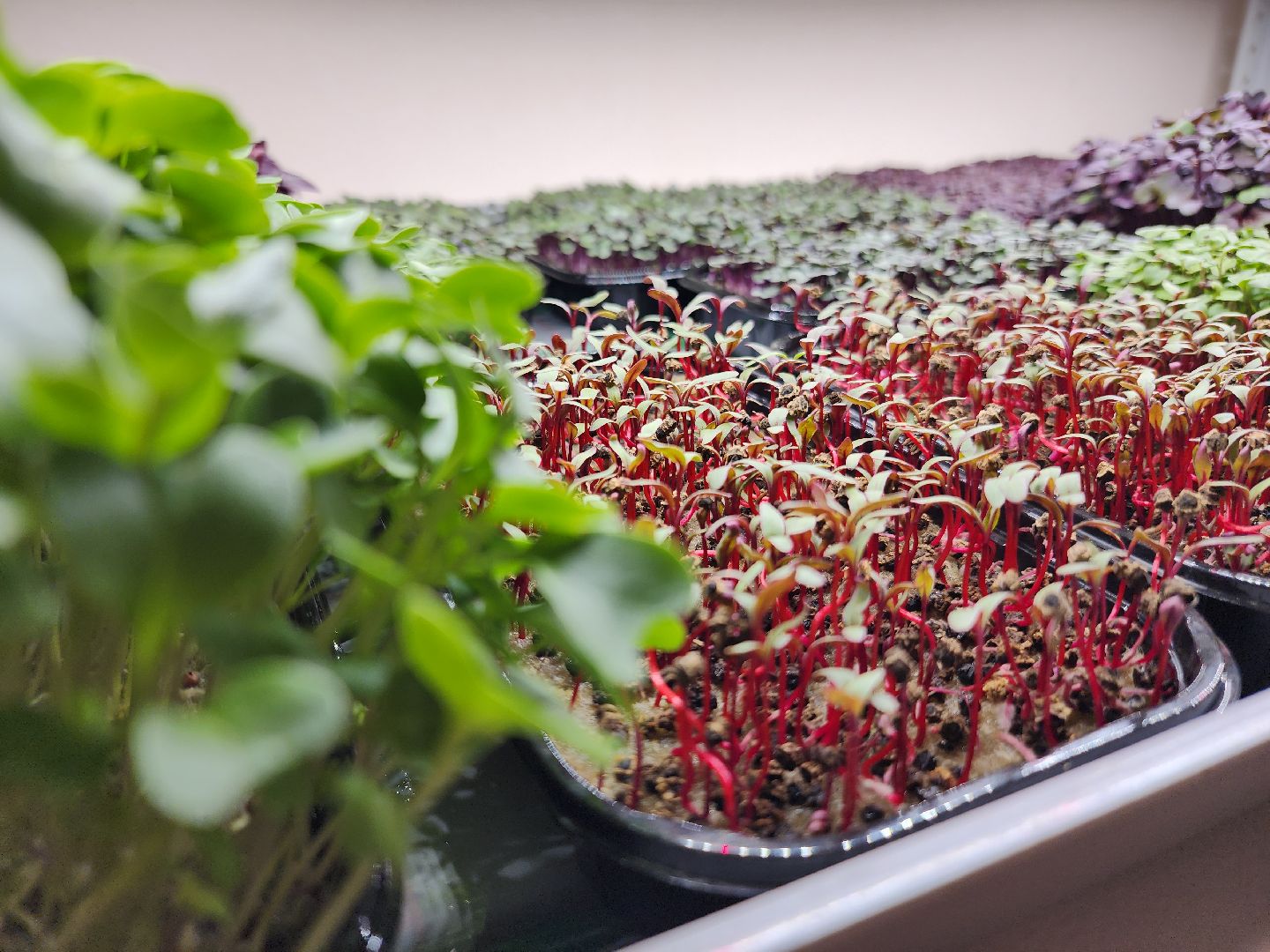 вертикали, малый бизнес, орехово зуево,вертикалка, вертикальное видео,