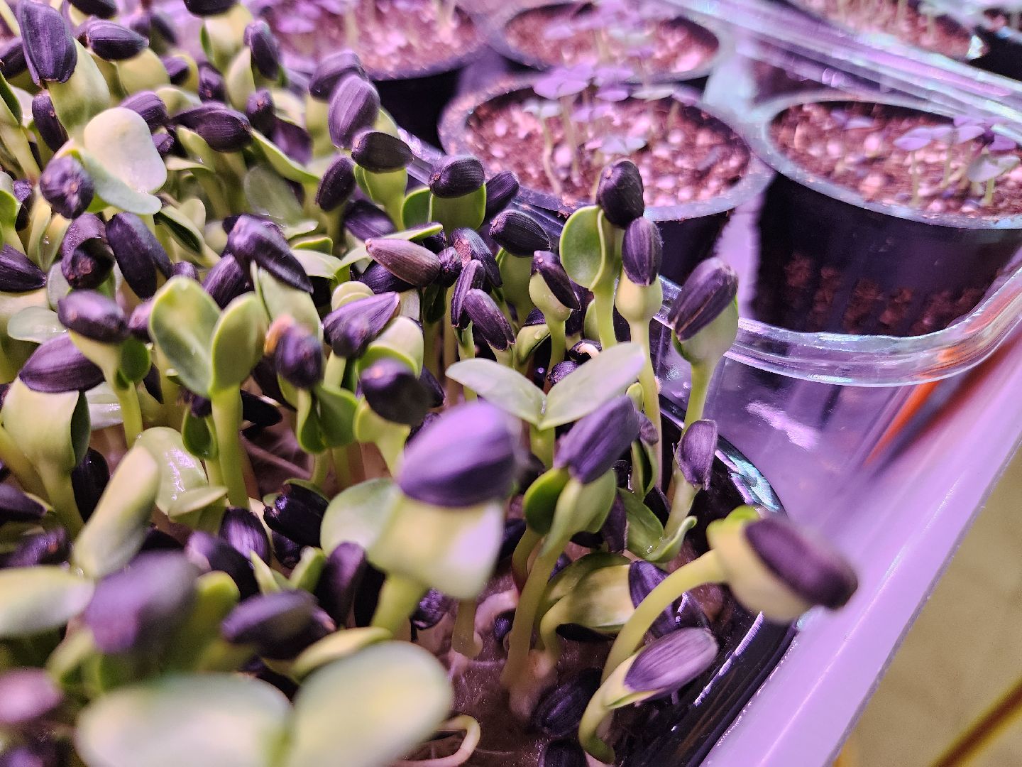 вертикали, малый бизнес, орехово зуево,вертикалка, вертикальное видео,