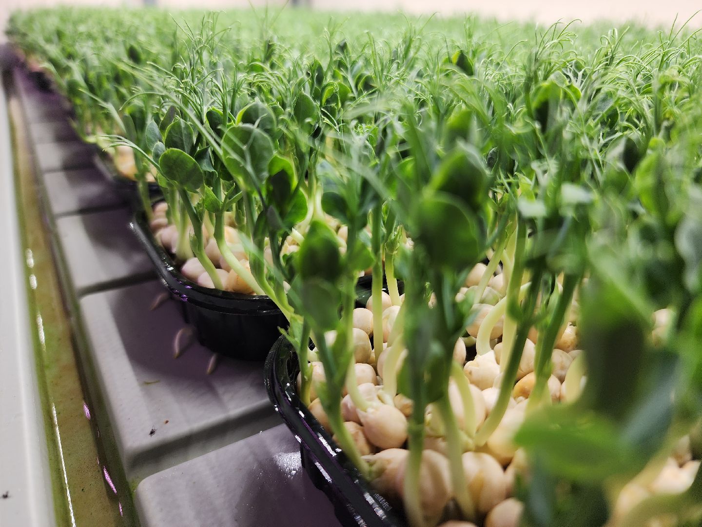 вертикали, малый бизнес, орехово зуево,вертикалка, вертикальное видео,