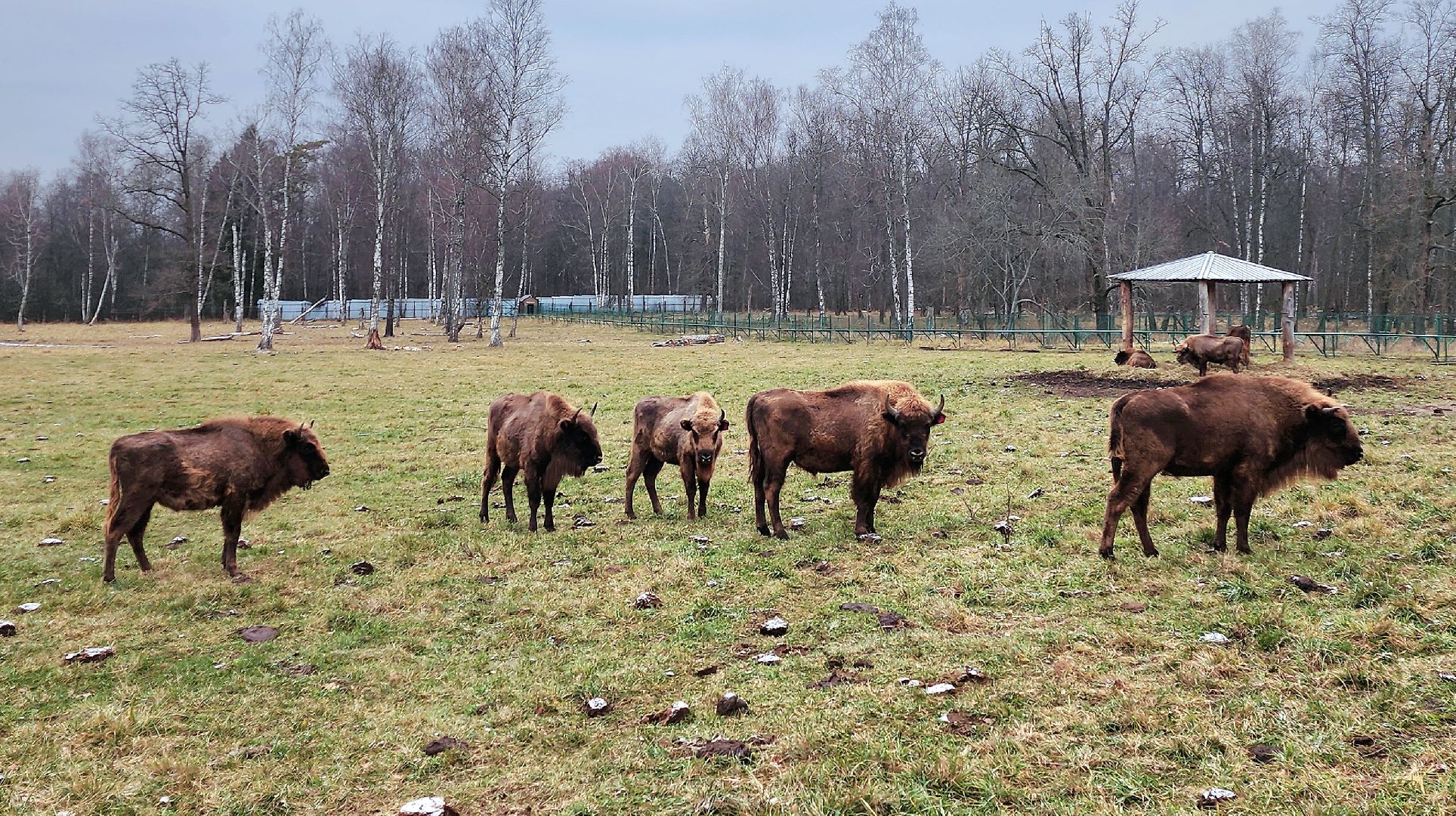 серпухов, подмосковье, приокско-террасный заповедник, зубры, вологда,