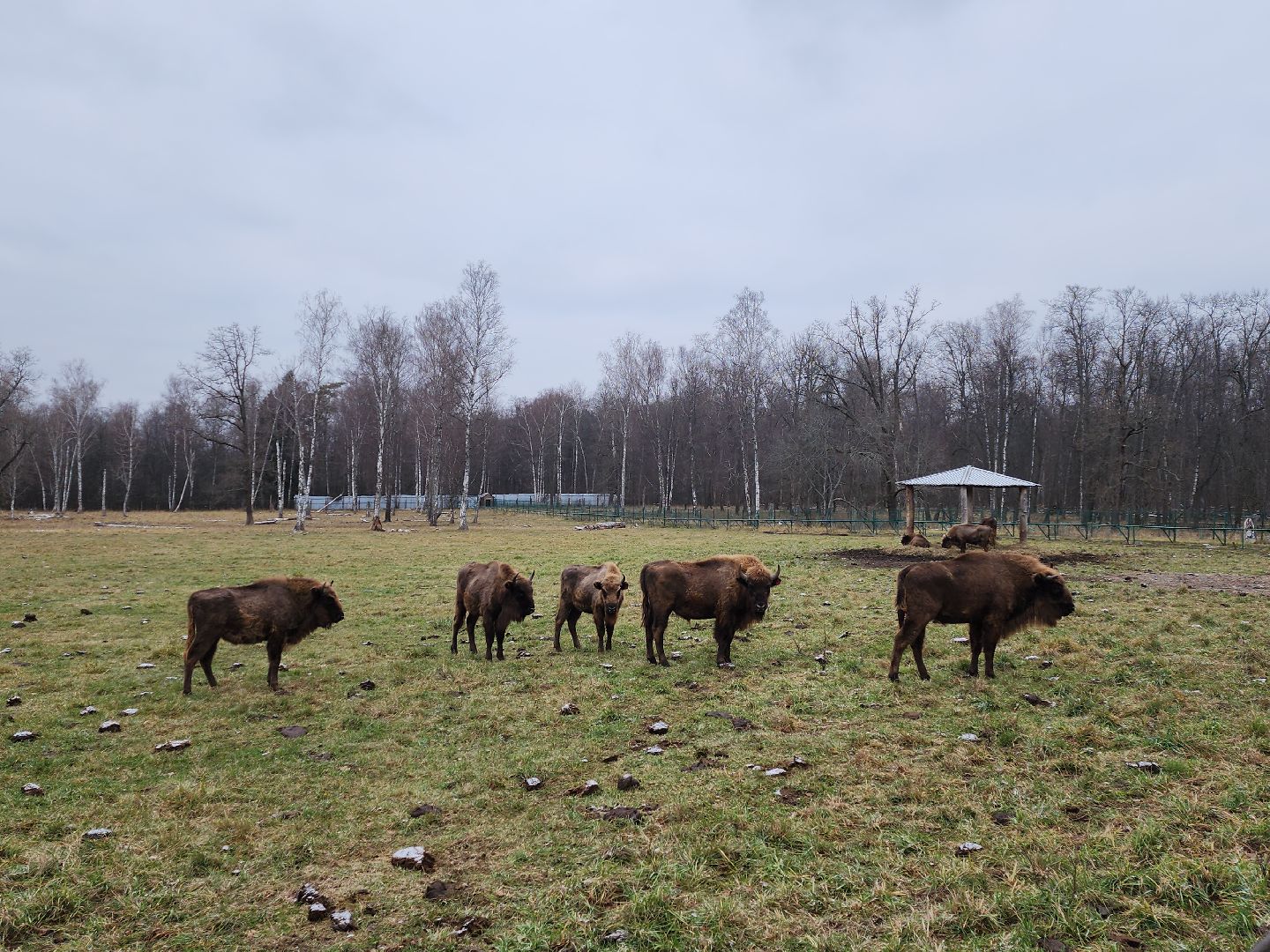 серпухов, подмосковье, приокско-террасный заповедник, зубры, вологда,
