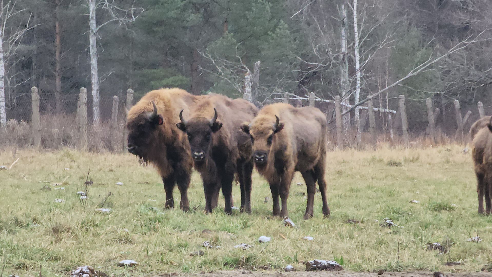 серпухов, подмосковье, приокско-террасный заповедник, зубры, вологда,