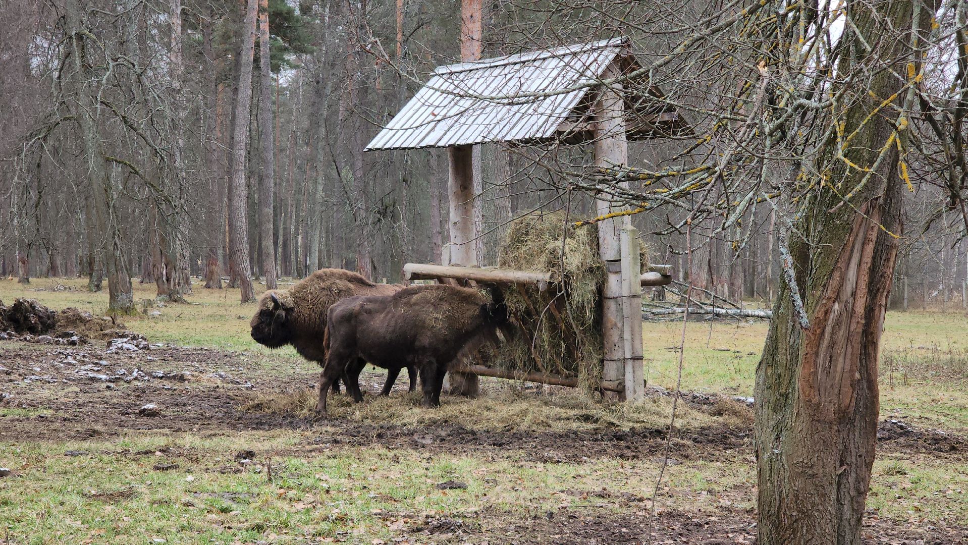 серпухов, подмосковье, приокско-террасный заповедник, зубры, вологда,