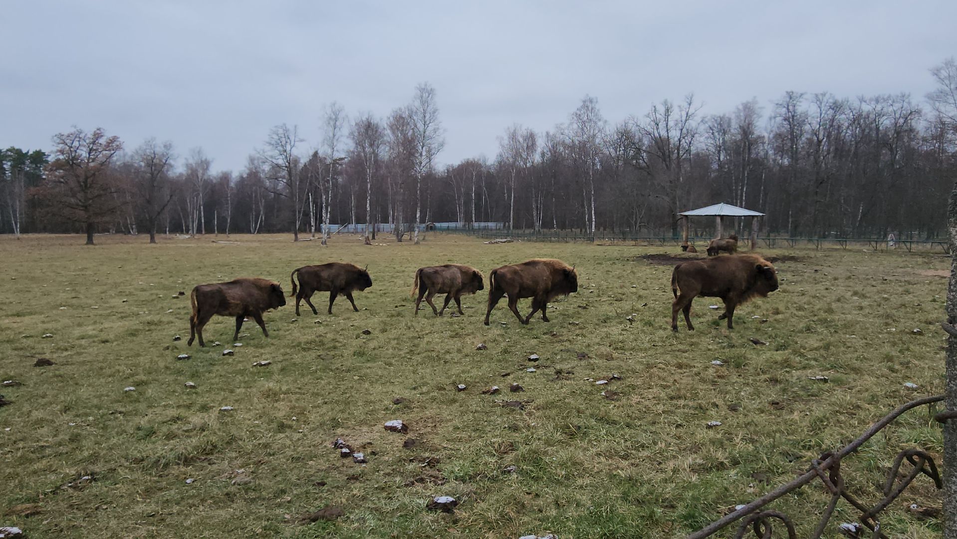 серпухов, подмосковье, приокско-террасный заповедник, зубры, вологда,