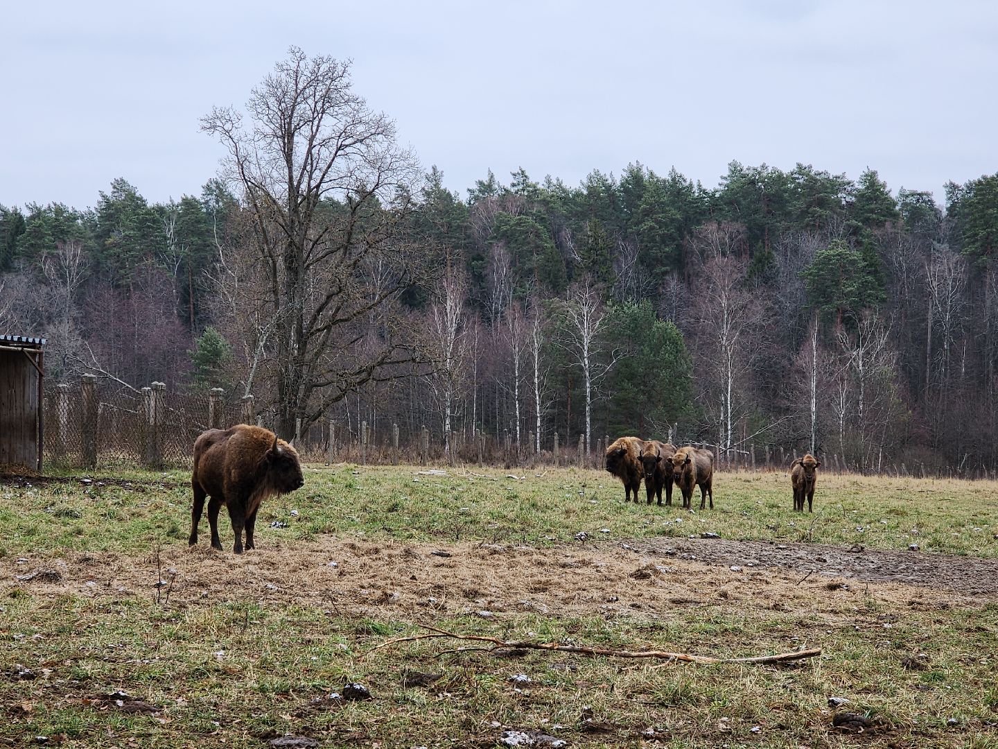 серпухов, подмосковье, приокско-террасный заповедник, зубры, вологда,