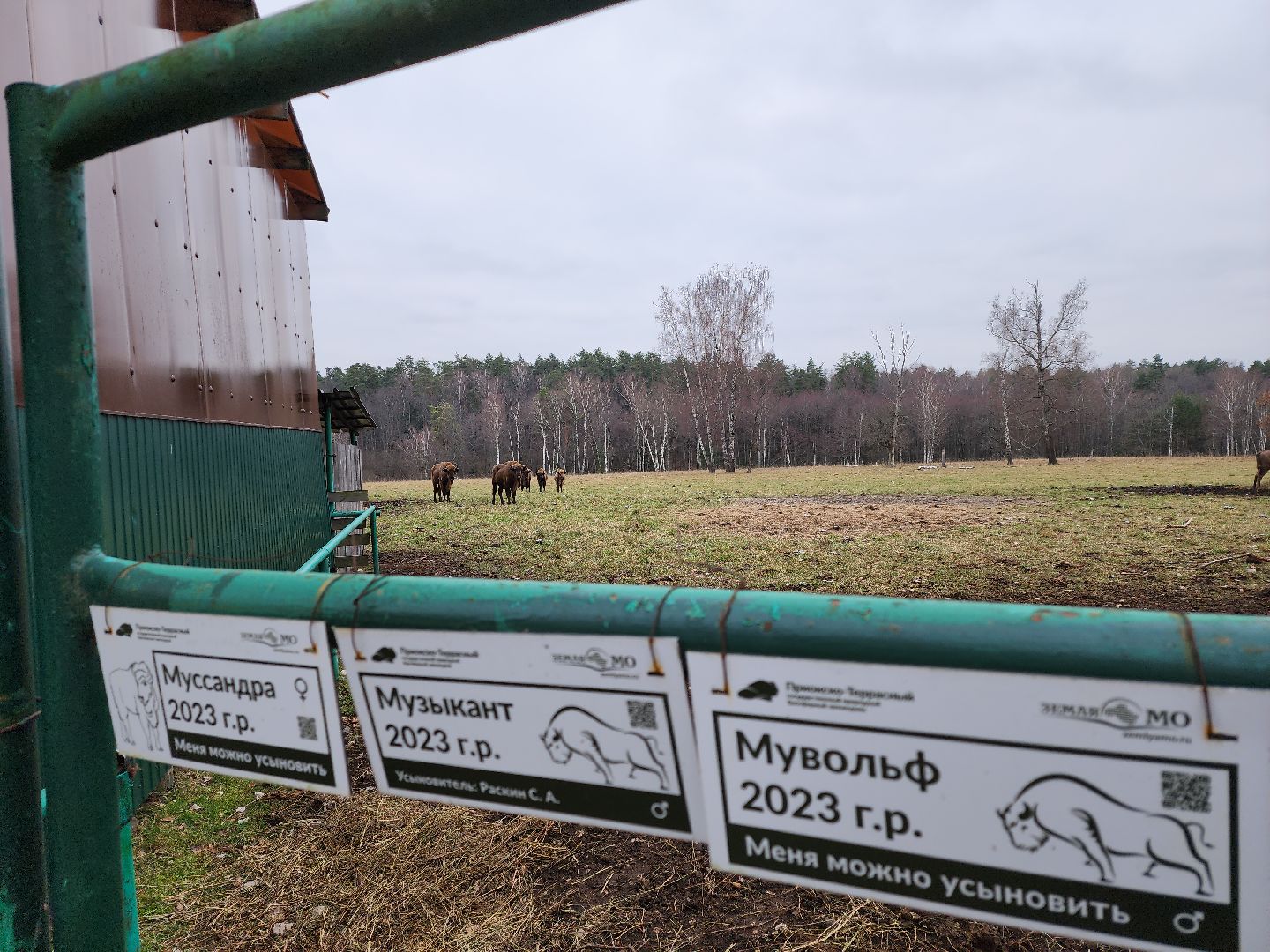серпухов, подмосковье, приокско-террасный заповедник, зубры, вологда,
