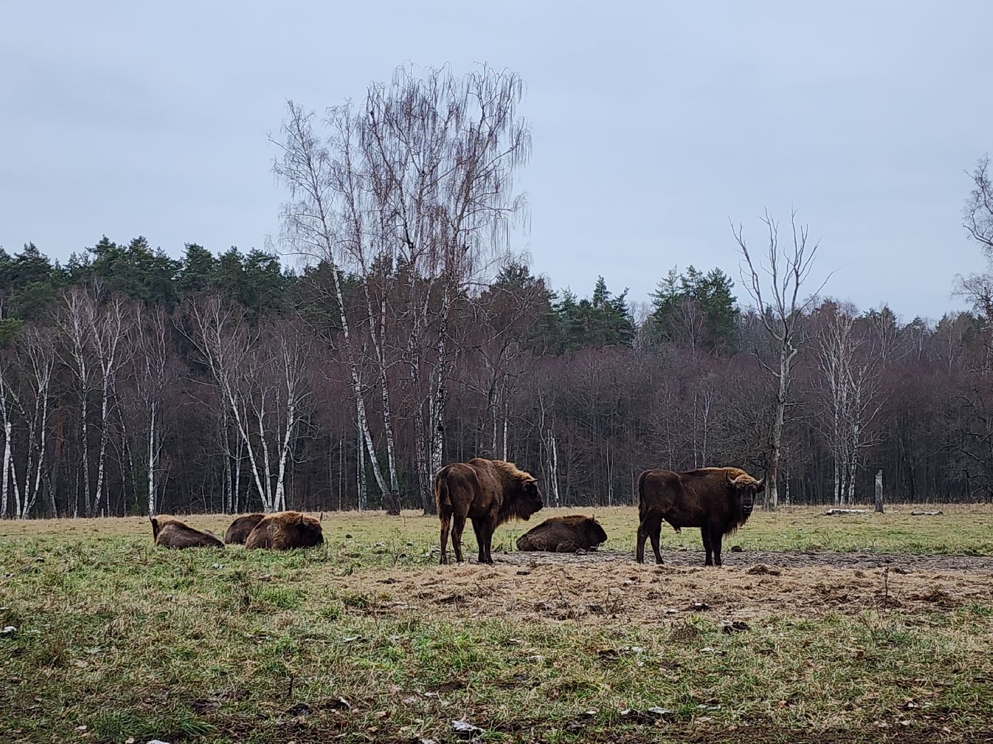 серпухов, подмосковье, приокско-террасный заповедник, зубры, вологда,