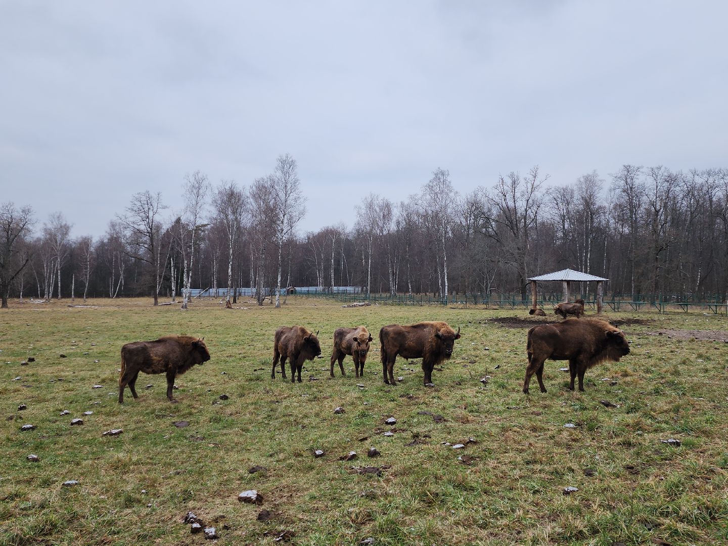 серпухов, подмосковье, приокско-террасный заповедник, зубры, вологда,