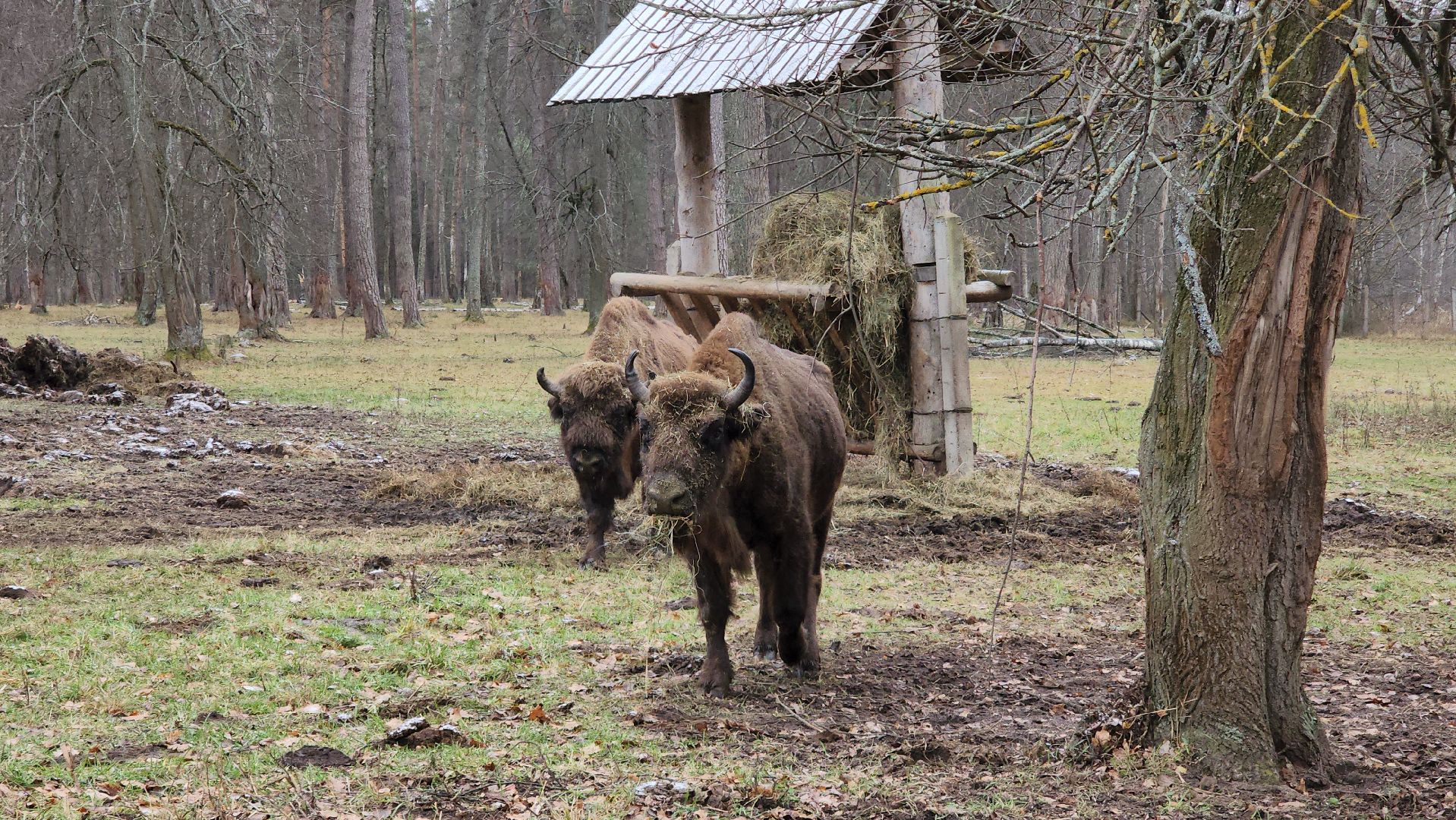 серпухов, подмосковье, приокско-террасный заповедник, зубры, вологда,