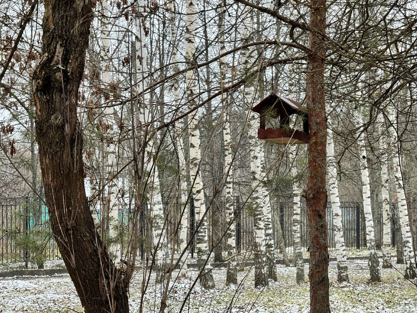шаховская, кормушки, лесничество, лесная школа, вертикалки,