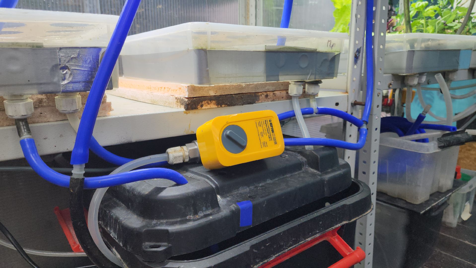 подольск, 29 школа, гидропоника, оранжерея, школьная оранжерея,