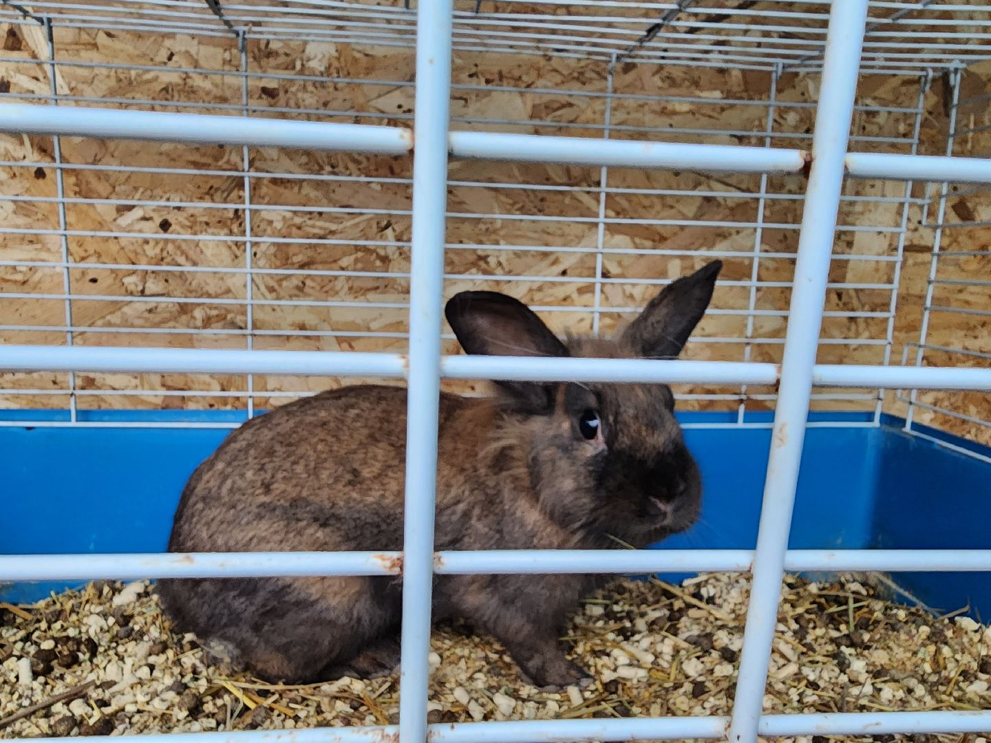 подольск, 29 школа, гидропоника, оранжерея, школьная оранжерея,