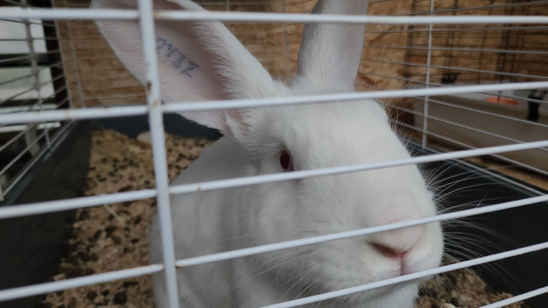 подольск, 29 школа, гидропоника, оранжерея, школьная оранжерея,