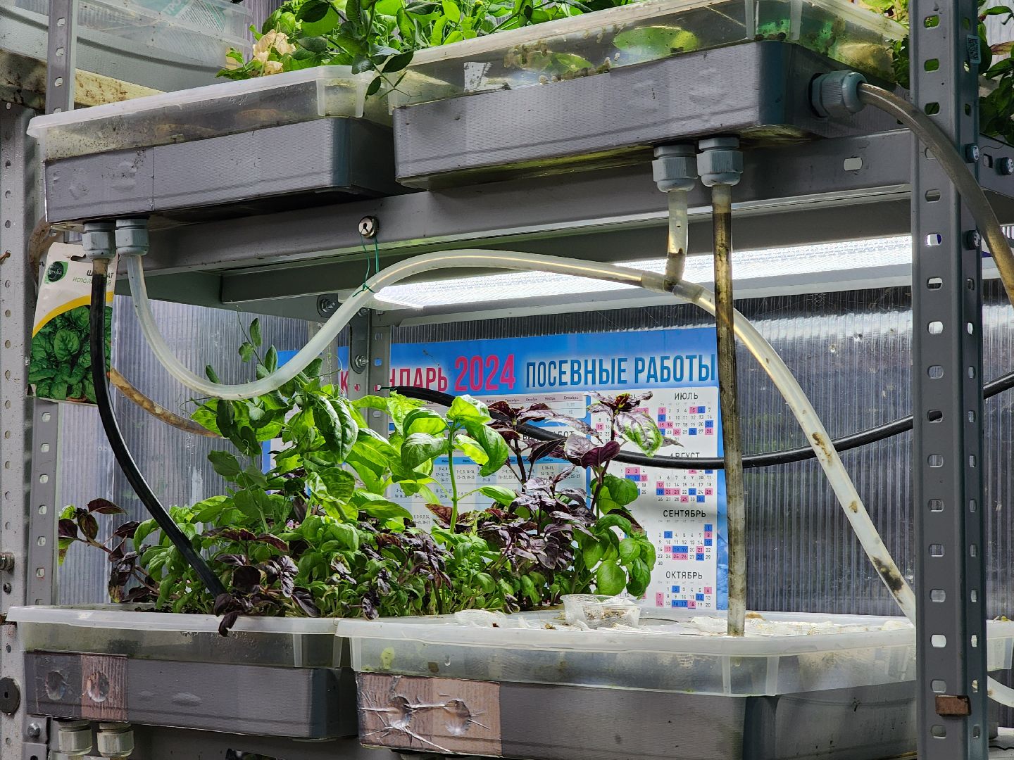 подольск, 29 школа, гидропоника, оранжерея, школьная оранжерея,