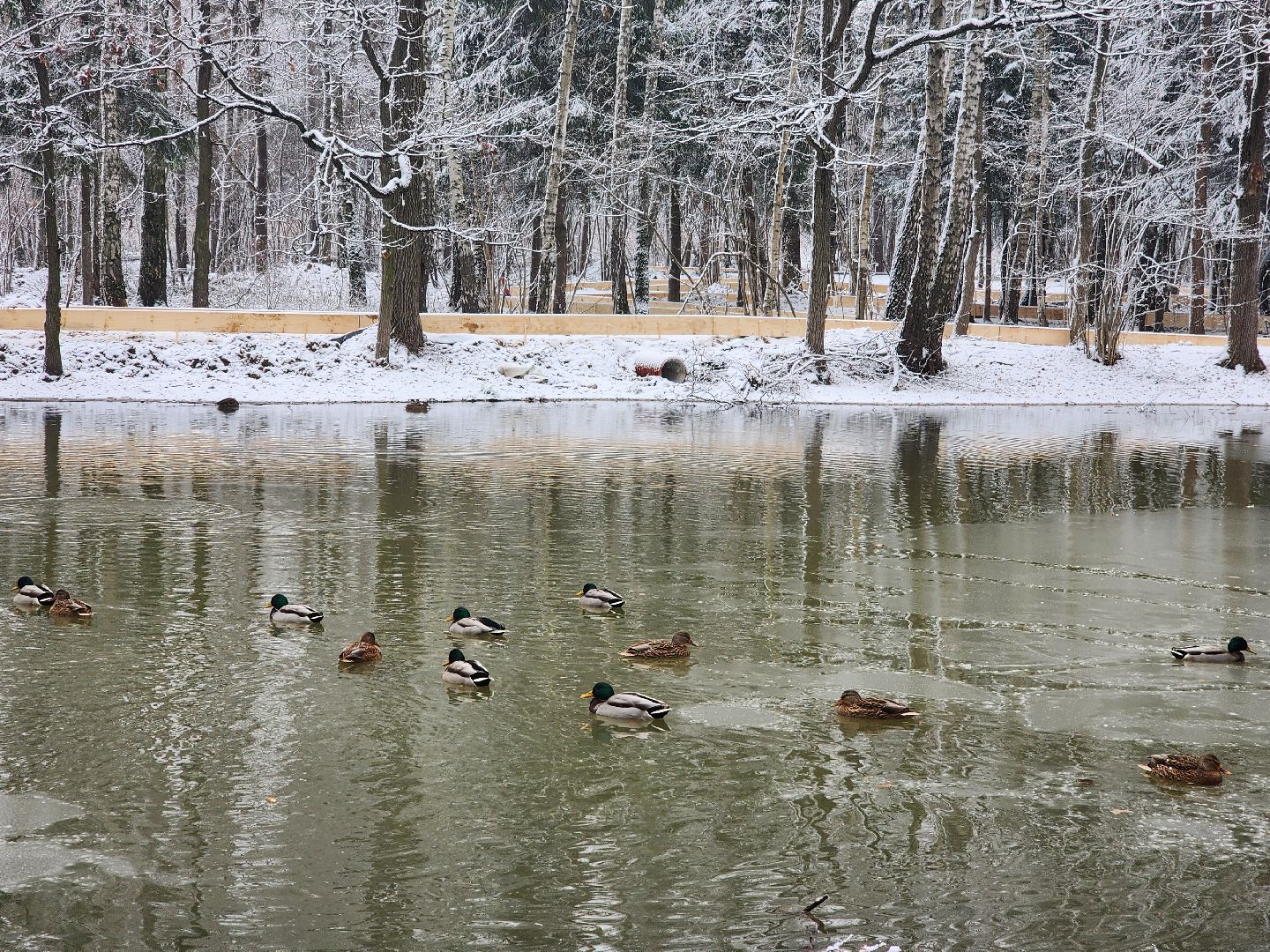 одинцово, Министерство благоустройства, трехгорка, подушкинский лесопарк, благоустройство, вертикалка, вертикальное видео,