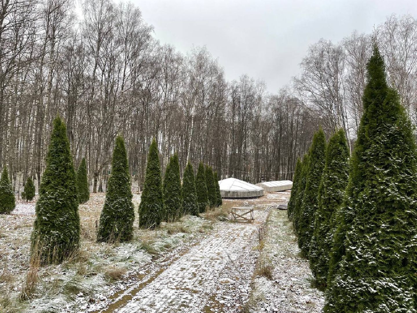 Дмитров, Парк Березовая роща, Минблаго, вертикалки
