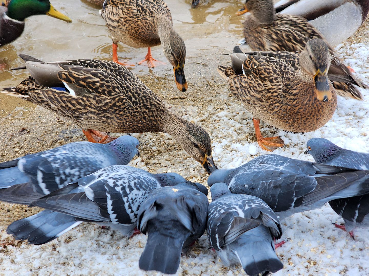 Дубна, Снегопад, снег, Погода, вертикалки,