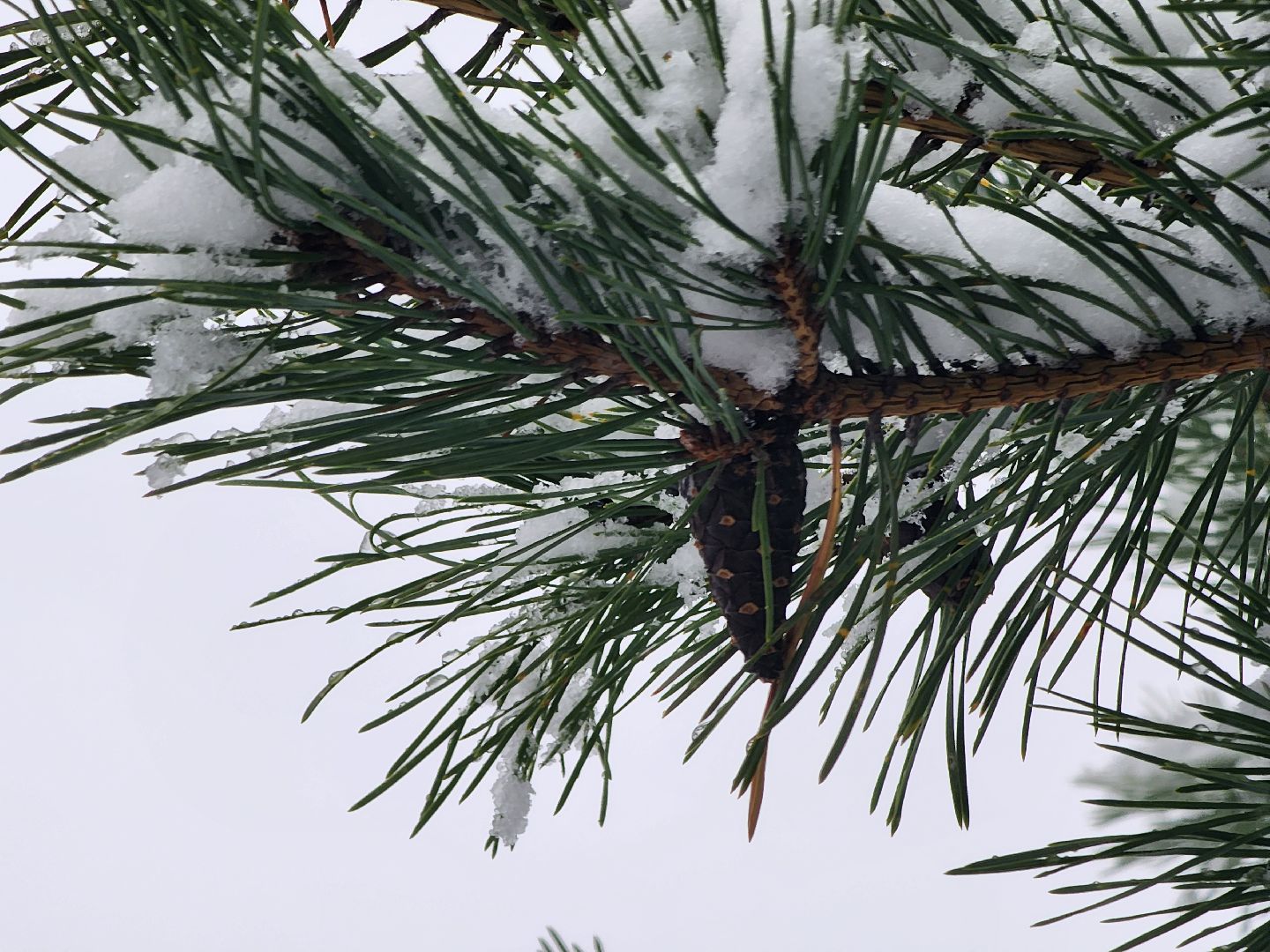 Дубна, Снегопад, снег, Погода, вертикалки,