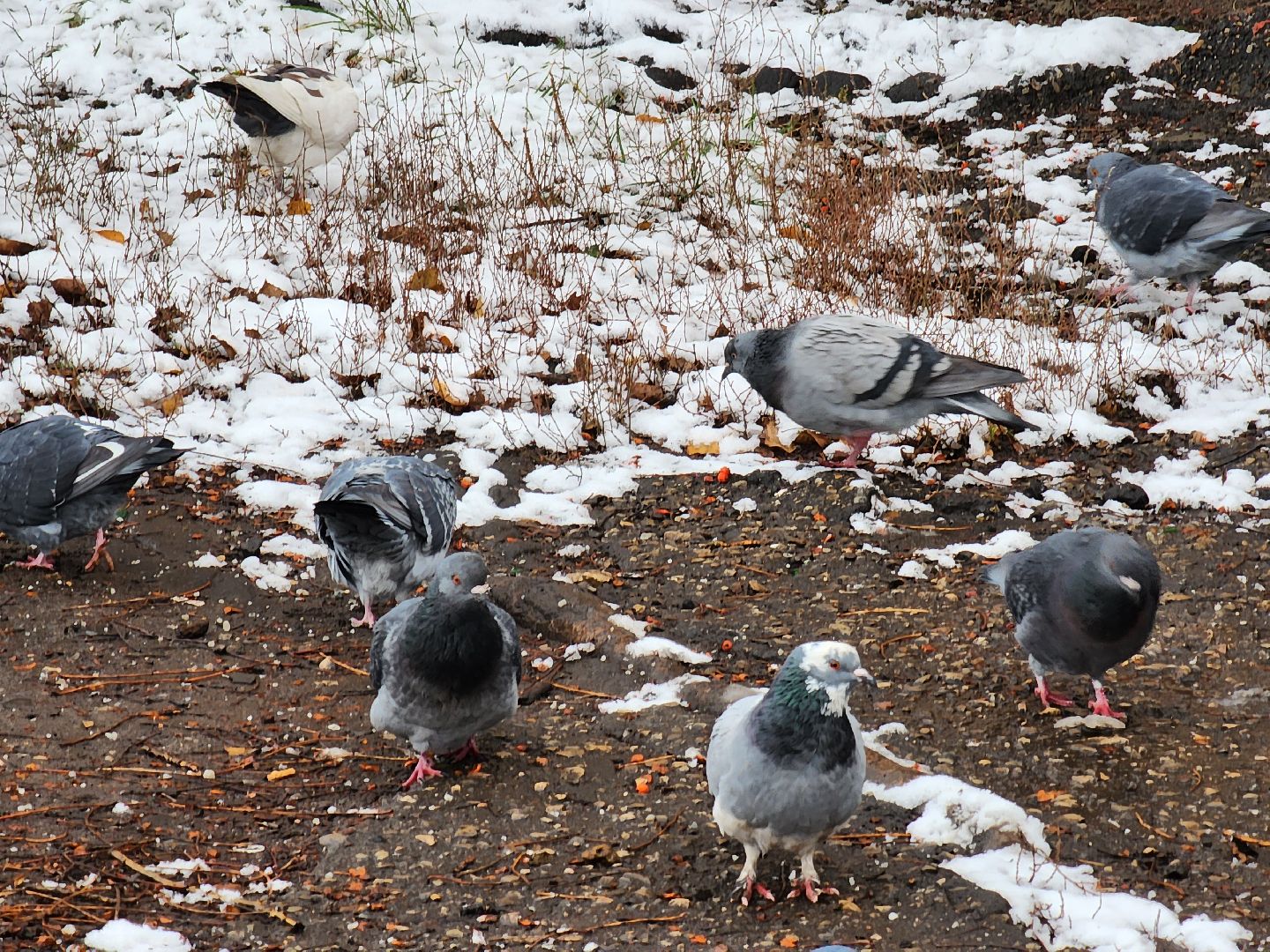ногинск, жители, общество, жкх, коммунальная служба, уборка снега, снегопад, вертикалки