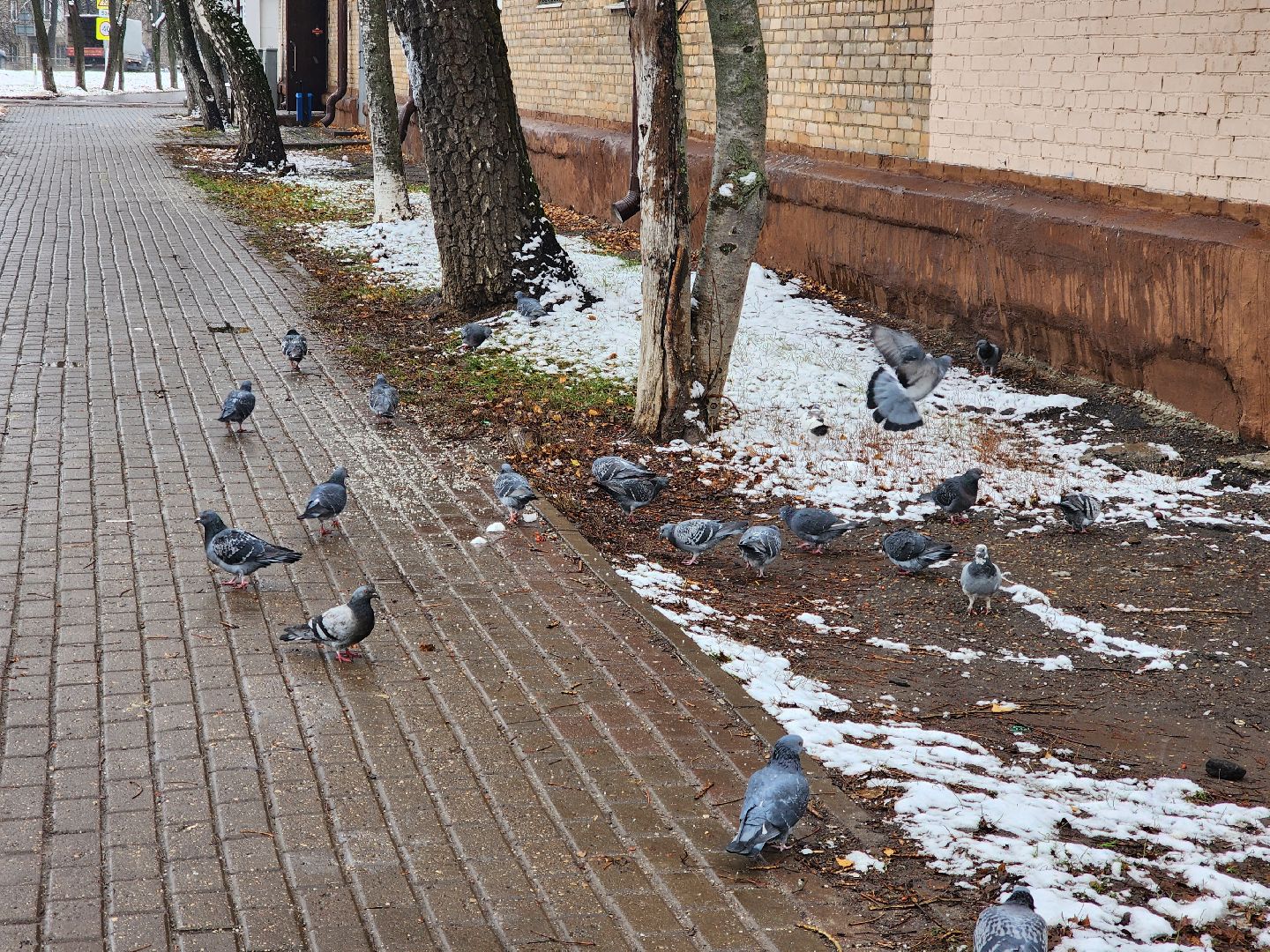 ногинск, жители, общество, жкх, коммунальная служба, уборка снега, снегопад, вертикалки