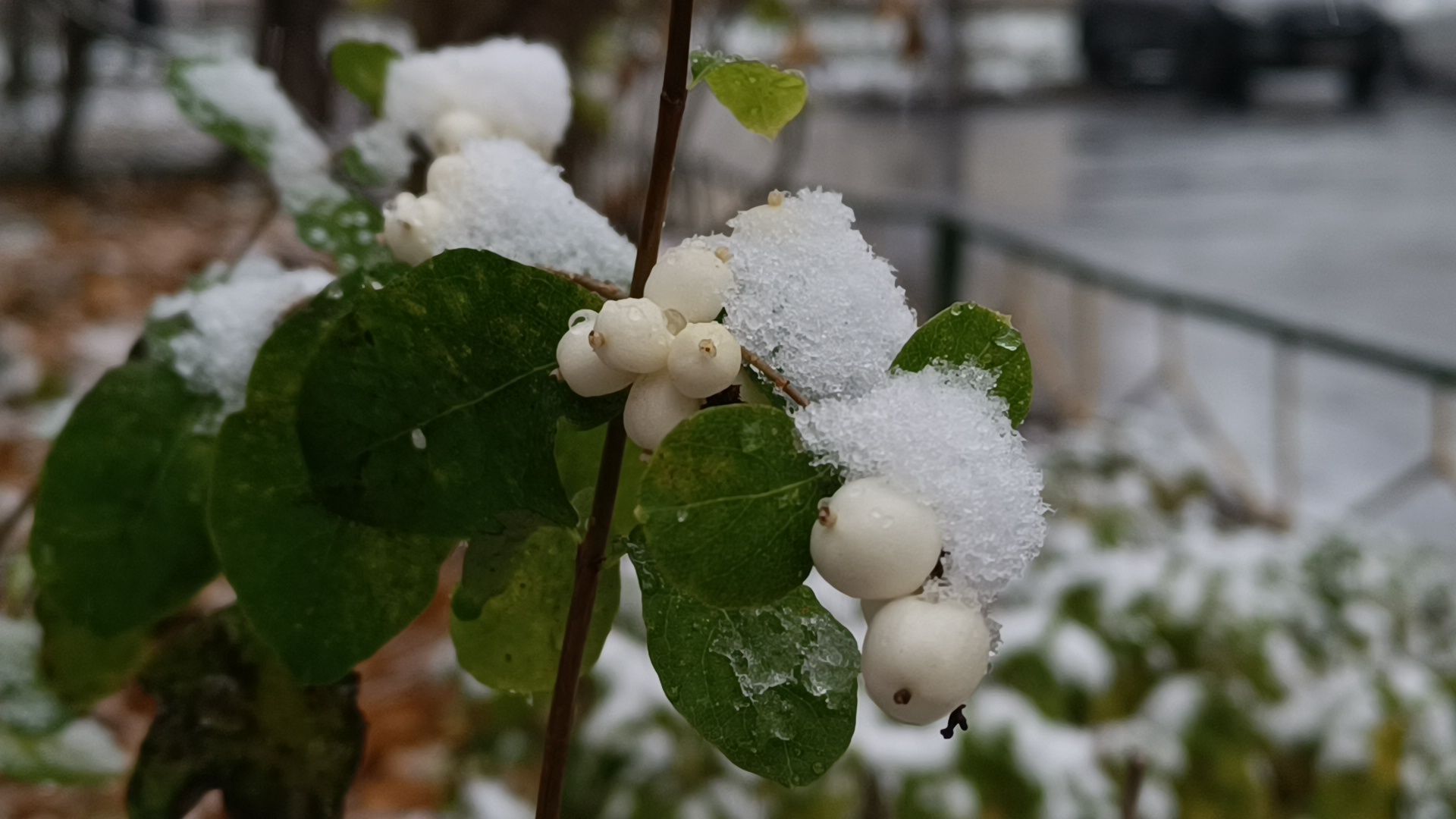снег, лобня, снегопад, вертикалки,