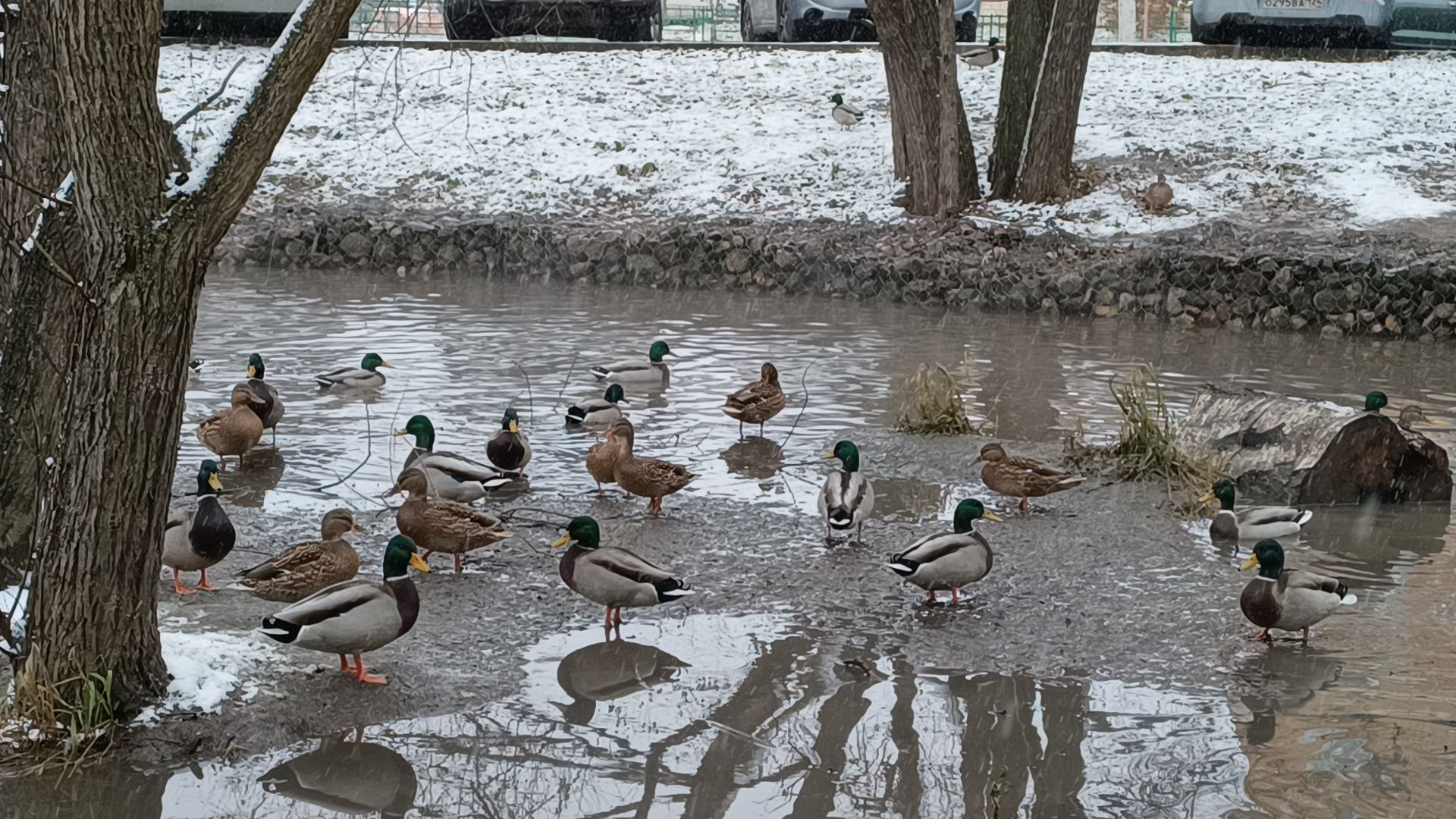 снег, лобня, снегопад, вертикалки,