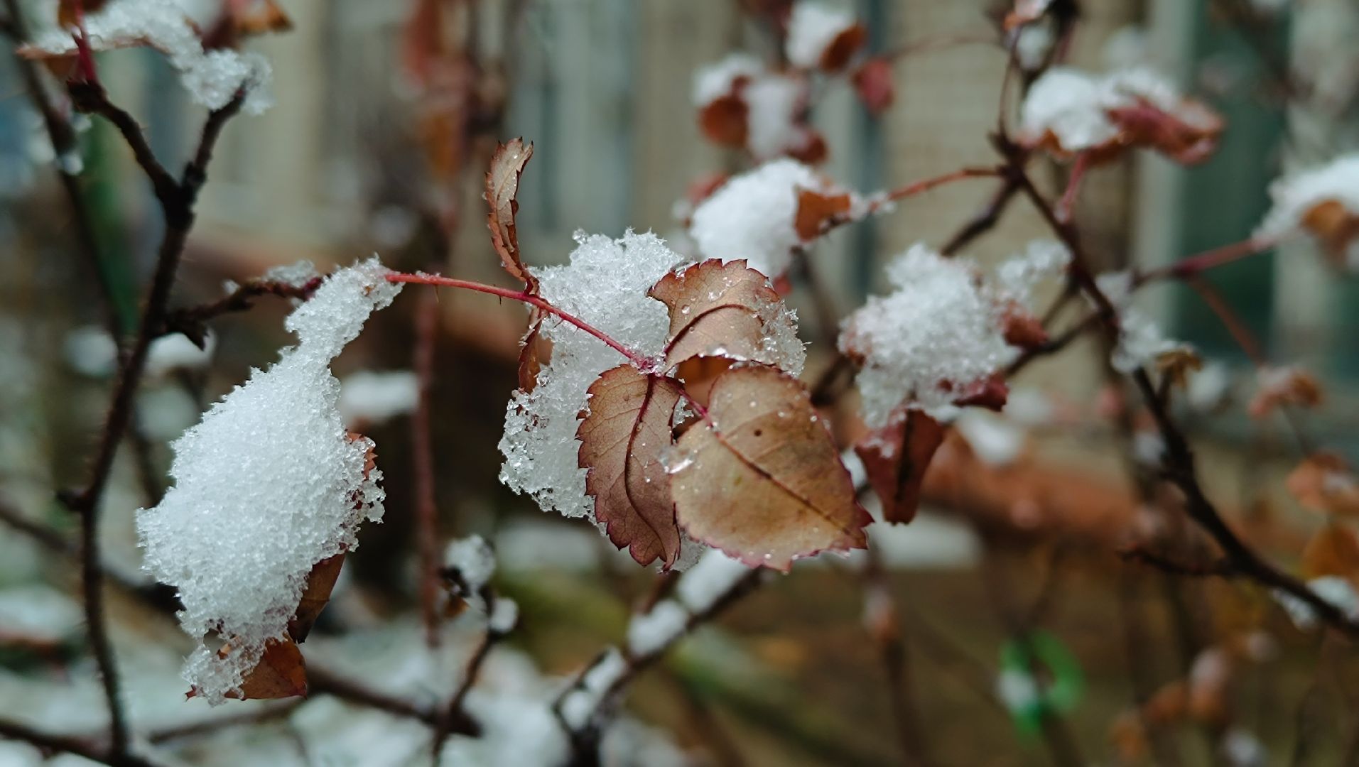 снег, лобня, снегопад, вертикалки,