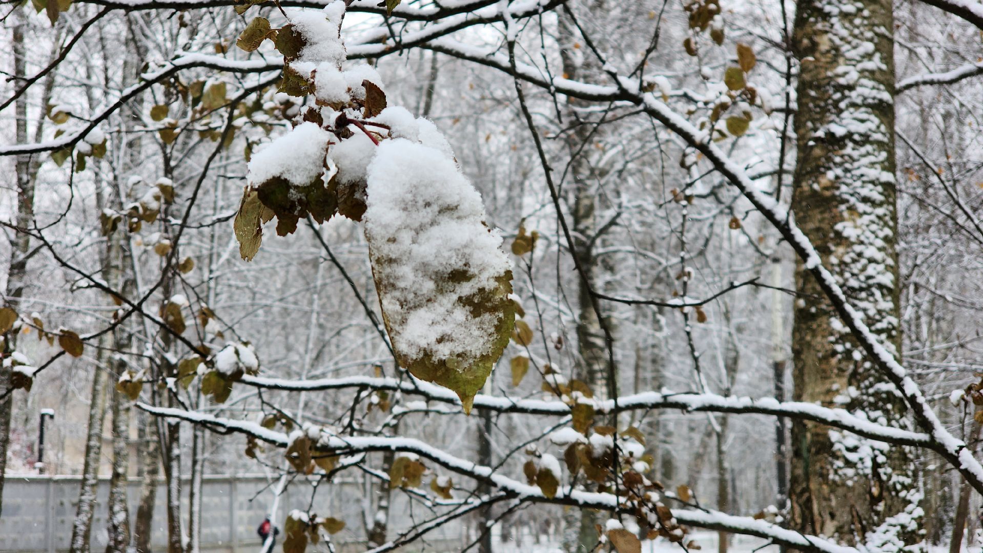 Снег, снегопад, Уборка снега, вертикалки,