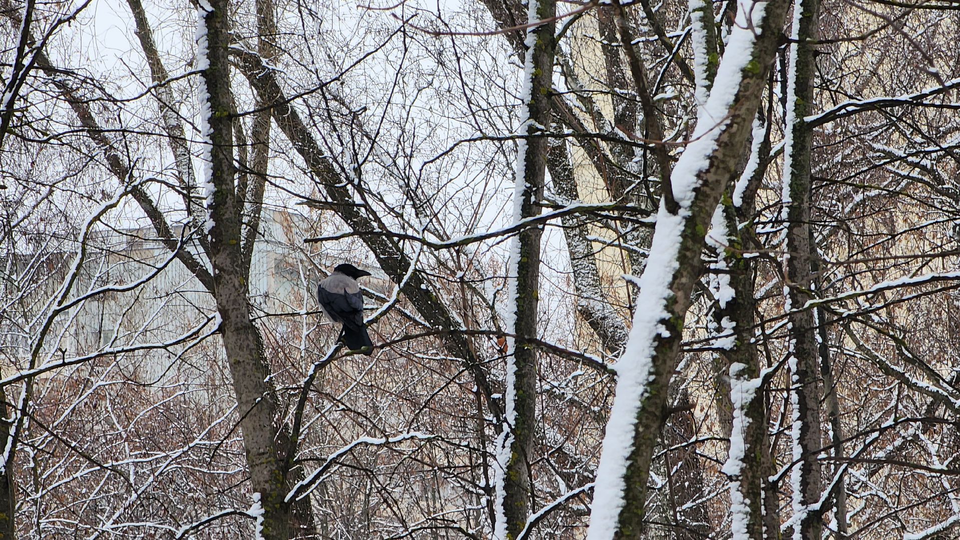 Снег, снегопад, Уборка снега, вертикалки,